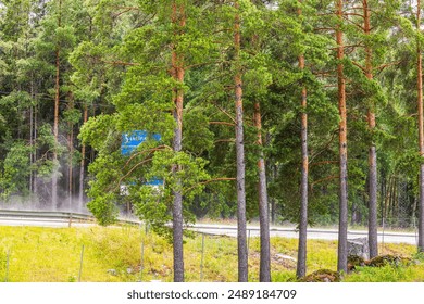 Forest scene with tall pine trees next to highway, with blue road sign partially visible through trees. Sweden. Europe. - Powered by Shutterstock