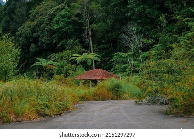 Forest Scenery With Bushes And Long Grass In Fraser's Hill, Raub, Pahang, Malaysia