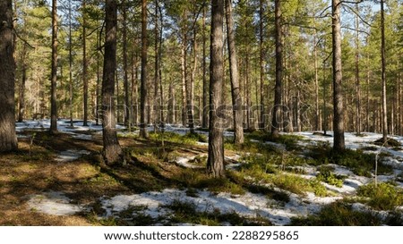 A forest scenery with melting snow. Early spring concept.