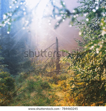 Similar – Image, Stock Photo morning sunshine through pine tree in mist