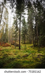 Forest In Scotland