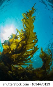 Forest Of Seaweed