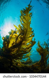 Forest of Seaweed
