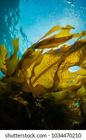 Forest of Seaweed