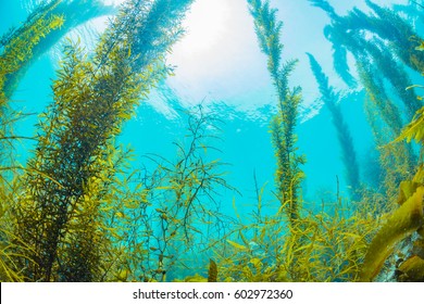 Forest of Seaweed 