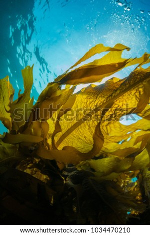 Forest of Seaweed