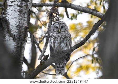 Forest Sentinel. Barred Owl (Strix varia) with wide, ever watching eyes.  Bird of prey perched in the trees. Landscape, horizontal. Minnesota. 