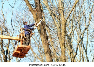 Forest Service Workers In Goggles, A Mask And A Suit Using A Lifting Winch And A Chainsaw Cut Dry Branches On Trees In A City Park.