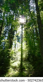 forest shadows