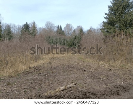 Forest in Siauliai county during cloudy early spring day. Oak and birch tree woodland. Cloudy day with white clouds in blue sky. Bushes are growing in woods. Nature. Miskas.	