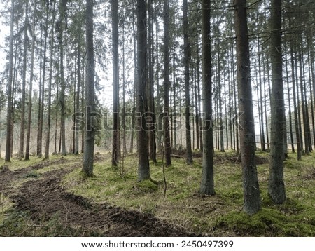 Forest in Siauliai county during cloudy early spring day. Oak and birch tree woodland. Cloudy day with white clouds in blue sky. Bushes are growing in woods. Nature. Miskas.	