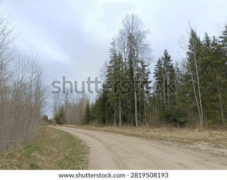 Forest in Siauliai county during cloudy spring day. Oak and birch tree woodland. Cloudy day with white clouds in sky. Bushes are growing in woods. Nature. Spring season. Miskas.