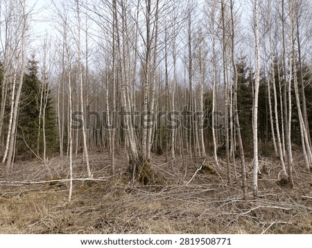 Forest in Siauliai county during cloudy spring day. Oak and birch tree woodland. Cloudy day with white clouds in sky. Bushes are growing in woods. Nature. Spring season. Miskas.