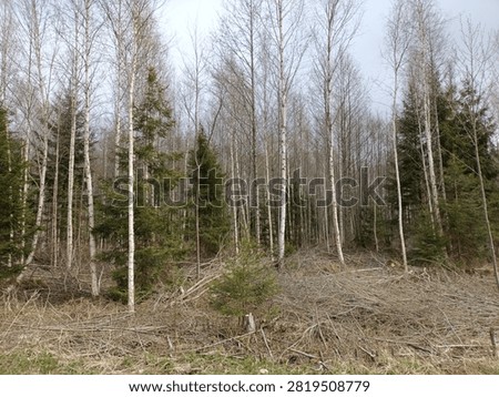 Forest in Siauliai county during cloudy spring day. Oak and birch tree woodland. Cloudy day with white clouds in sky. Bushes are growing in woods. Nature. Spring season. Miskas.
