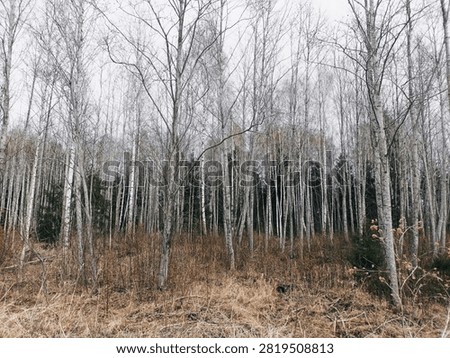 Forest in Siauliai county during cloudy spring day. Oak and birch tree woodland. Cloudy day with white clouds in sky. Bushes are growing in woods. Nature. Spring season. Miskas.