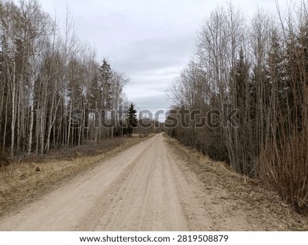Forest in Siauliai county during cloudy spring day. Oak and birch tree woodland. Cloudy day with white clouds in sky. Bushes are growing in woods. Nature. Spring season. Miskas.