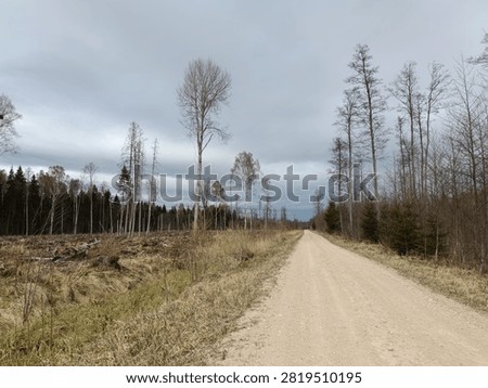Forest in Siauliai county during cloudy spring day. Oak and birch tree woodland. Cloudy day with white clouds in sky. Bushes are growing in woods. Nature. Spring season. Miskas.