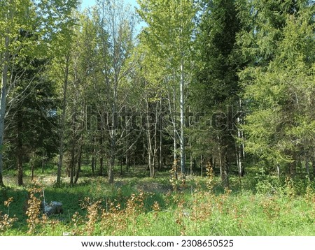Forest in Siauliai county during sunny day. Oak and birch tree woodland. Sunny day with white clouds in blue sky. Bushes are growing in woods. Sandy road. Nature. Miskas.