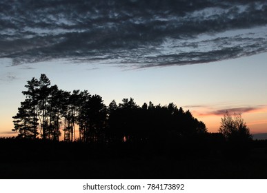 forest silhouette on the background of the setting sun