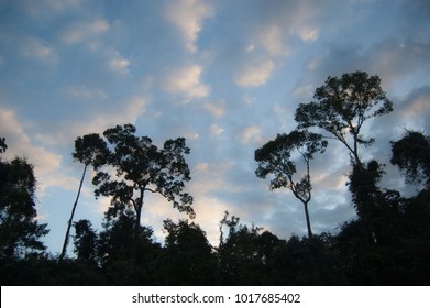 Forest Silhouette On Sunrise Lighting With White Clouds. Black Tree Sillhouette.