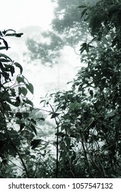 Forest Silhouettes In Colombian Jungle