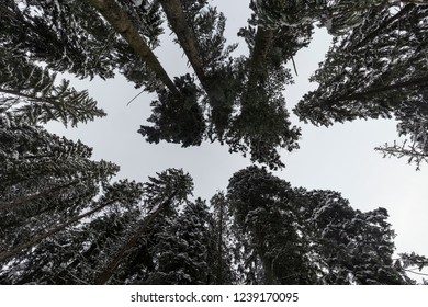 the forest is up in the sky