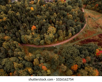 Forest sky down