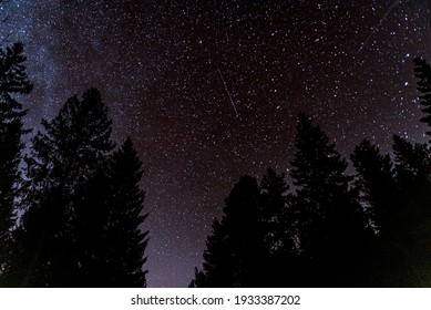 Forest Sky At Night With Stars And Tree Top Silhouettes In The Background