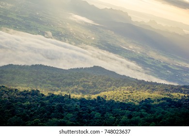 Forest and sky and trees.