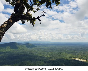 Forest and sky view