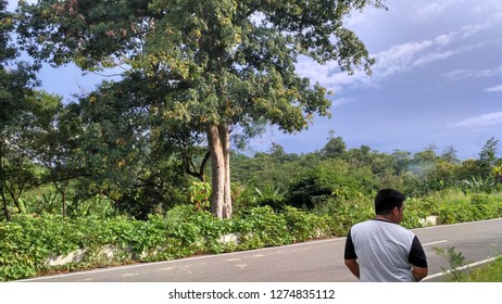 
Forest and sky view