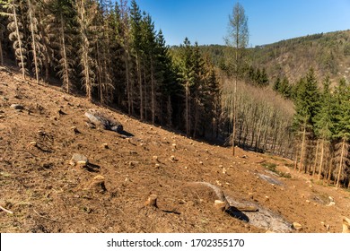 Forest slope after felling after attack by bark beetle.  Deforestation. Cutted spruce forest in the Czech Republic - Highlands. Environmental damage.