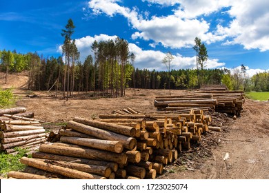 Forest slope after felling after attack by bark beetle. Deforestation. Cutted spruce forest in the Czech Republic - Europe. Climate change.