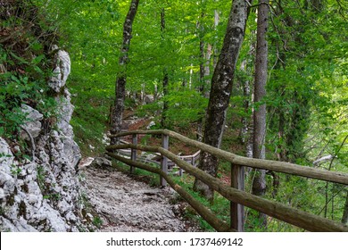 Forest, Slovenia, Triglav National Park