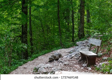 Forest, Slovenia, Triglav National Park