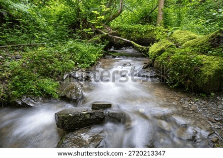 Forest with small creek, Eifel, Germany