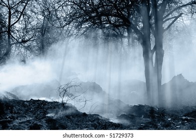 forest with smoke