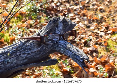 Forest Snag In Glasses, Similar To An Angry Man. Closeup. Blurred Autumn Forest Background.  