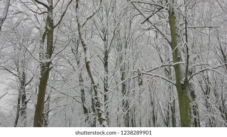 Forest with snow. 
