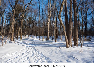 Forest In The Snow In Northwest Ohio