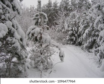 The forest is snow-swept. clearing in the forest.

