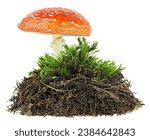 Forest soil and green moss with fly agaric mushroom on a white background