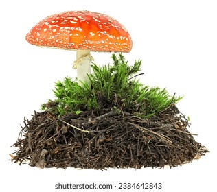 Forest soil and green moss with fly agaric mushroom on a white background - Powered by Shutterstock
