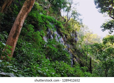 a forest with some green trees