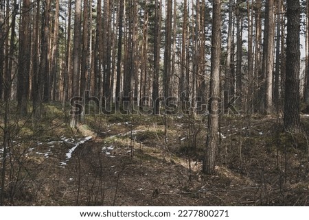 forest with some snow on the ground