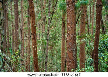 Similar – Image, Stock Photo Many pine trees in the park. Sorted neatly.