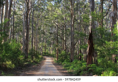 Forest In The South West Of Australia, In The Margaret River Region, Western Australia.