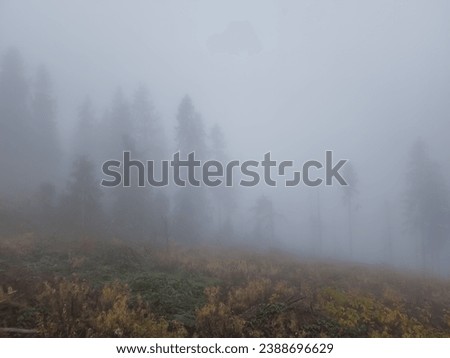 The forest, spoiled by illegal logging, is shrouded in a mysterious fog. Tree skeletons serve as ghostly witnesses, and the fog gives the landscape an eerie atmosphere. Ruthlessness towards nature.