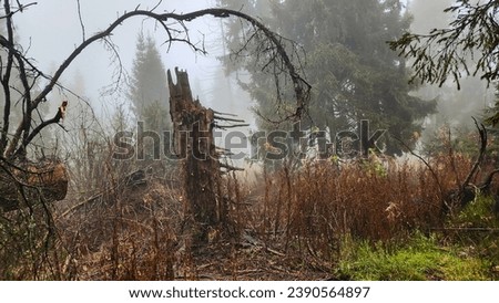 The forest, spoiled by illegal logging, is shrouded in a mysterious fog. Tree skeletons serve as ghostly witnesses, and the fog gives the landscape an eerie atmosphere. Ruthlessness towards nature.