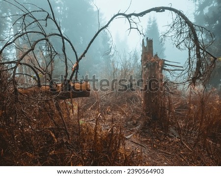 The forest, spoiled by illegal logging, is shrouded in a mysterious fog. Tree skeletons serve as ghostly witnesses, and the fog gives the landscape an eerie atmosphere. Ruthlessness towards nature.